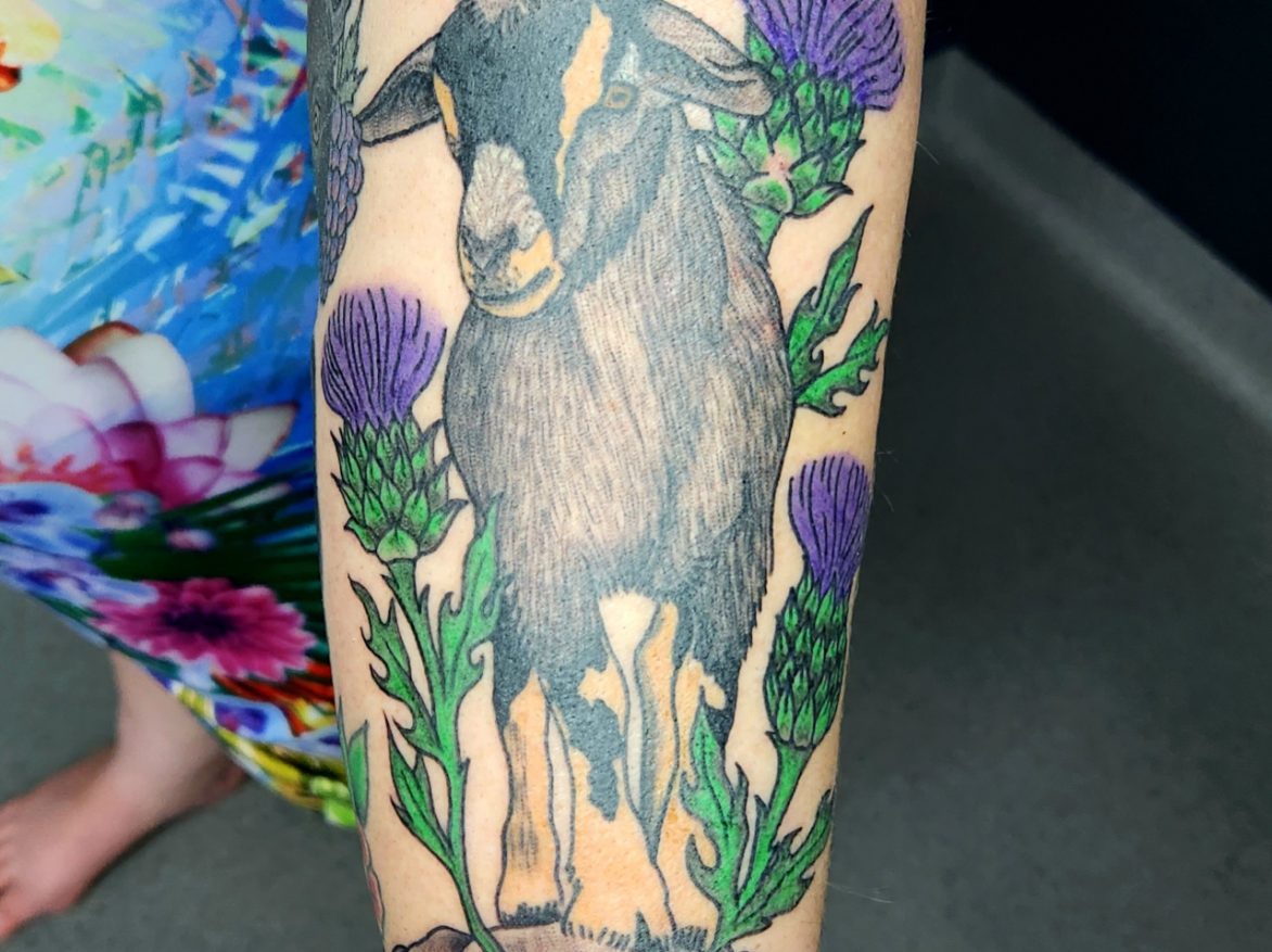 Tattoo - Goat - Dan - Kingaroy